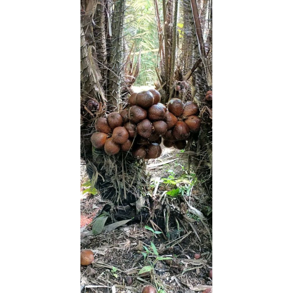 Bibit Pohon Salak Pondoh Madu Genjah Siap Tanam