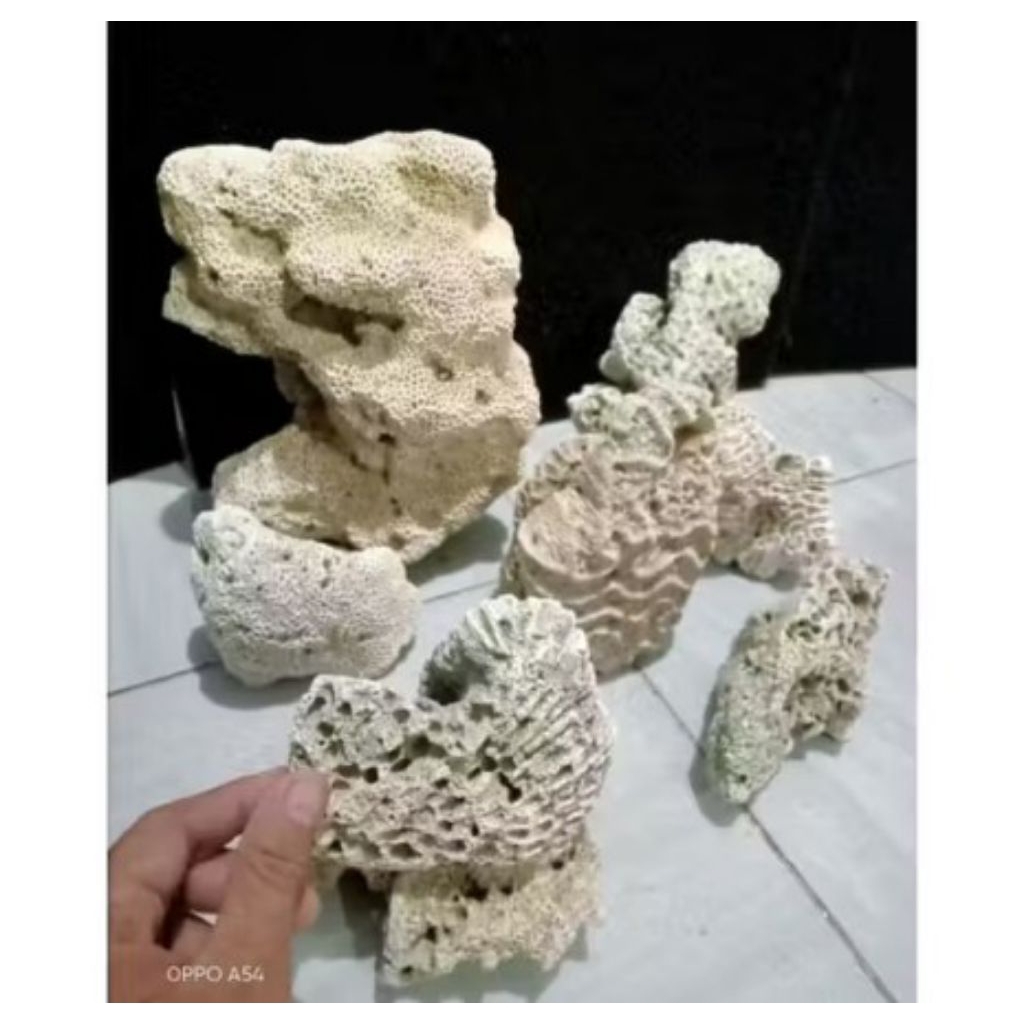 Karang Laut Dead Rock 10cm