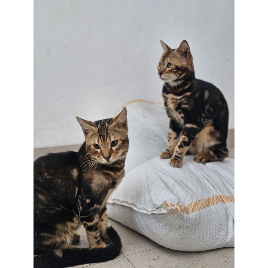 kandang Kucing Bengal PED ICA