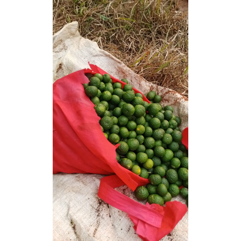 JERUK SAMBAL/JERUK LIMAU