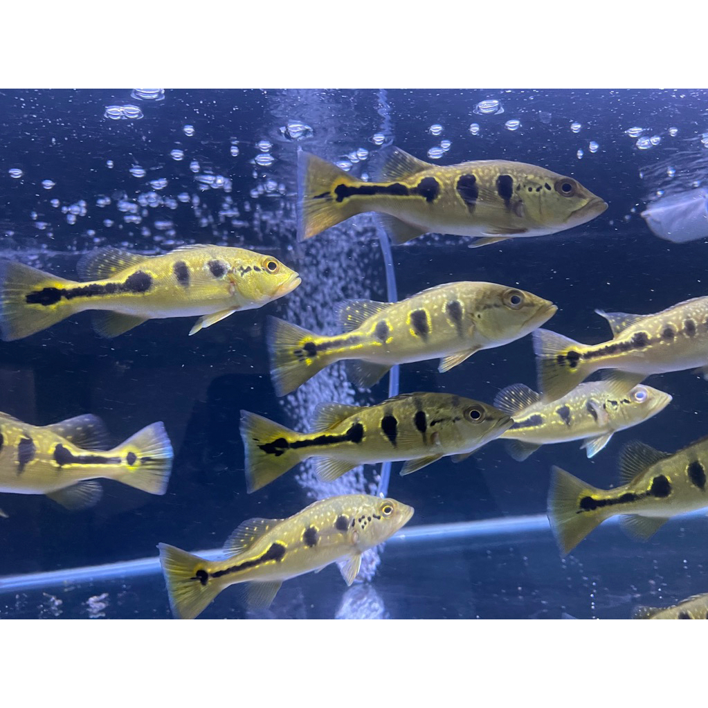 Pbass Orinoco Good Marking