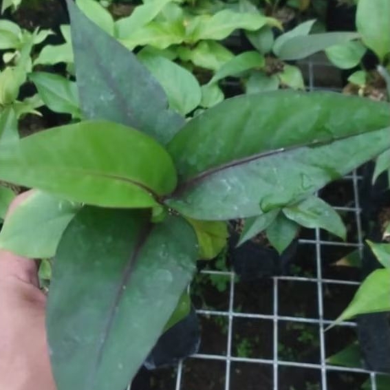 Anthurium Hookeri Black