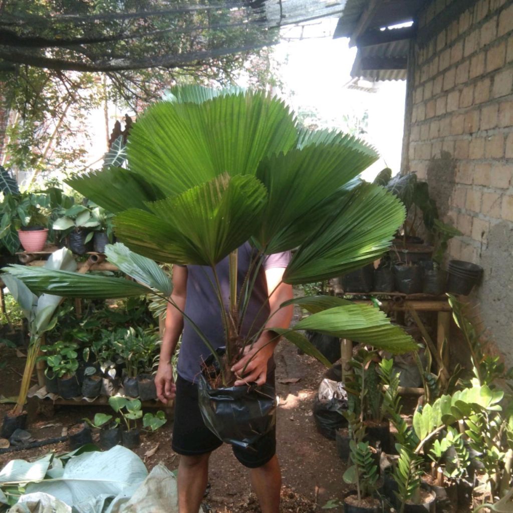 Tanaman Hias Palem Kohl Pohon Palem Kol Palem Kipas Besar dan Rimbun