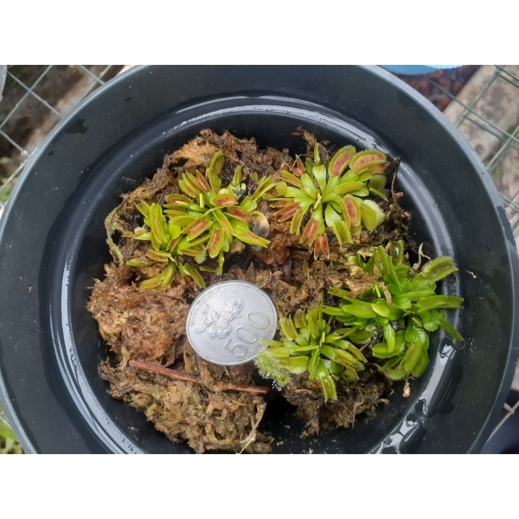 anakan vft