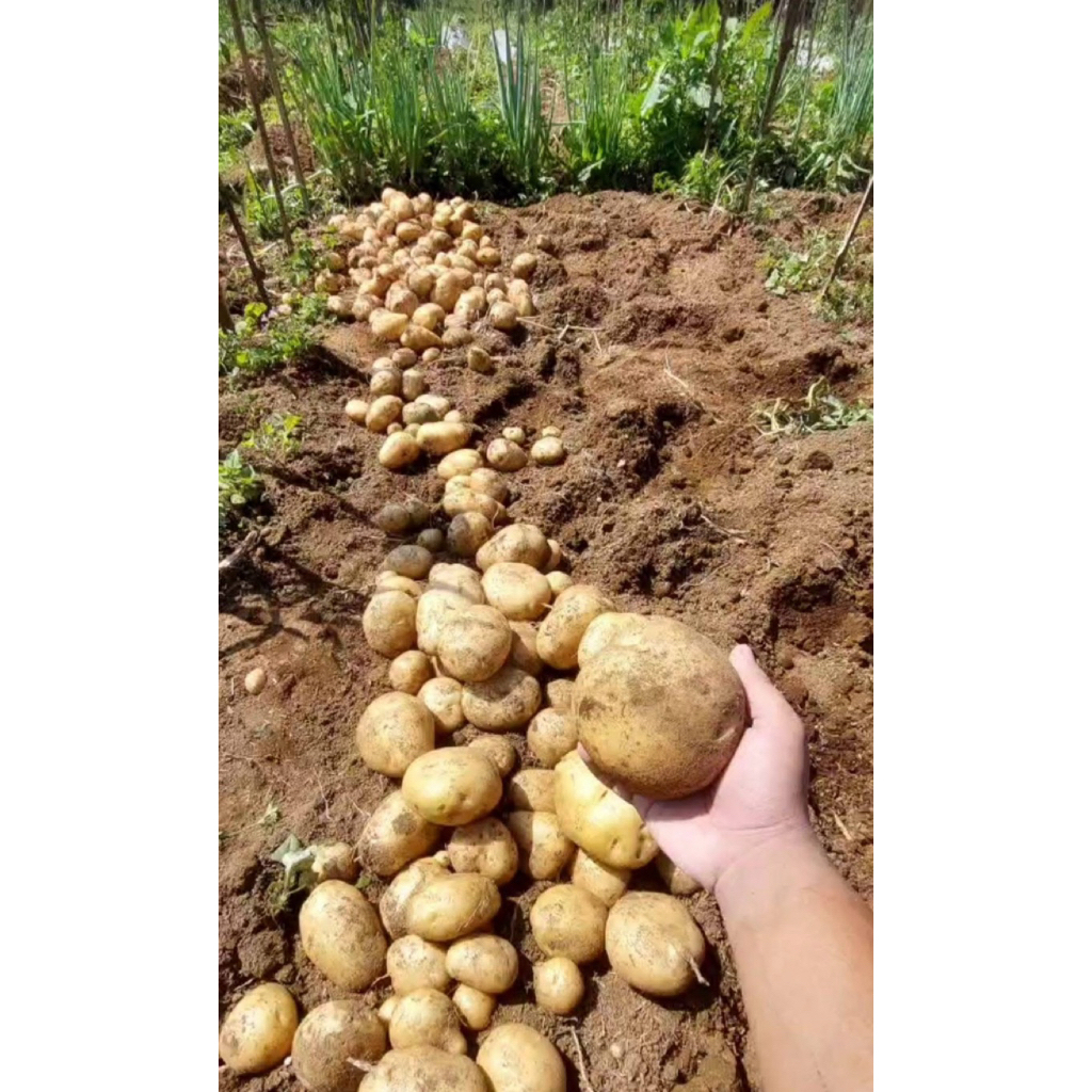 Kentang Dieng Super | Kentang Kuning 1Kg