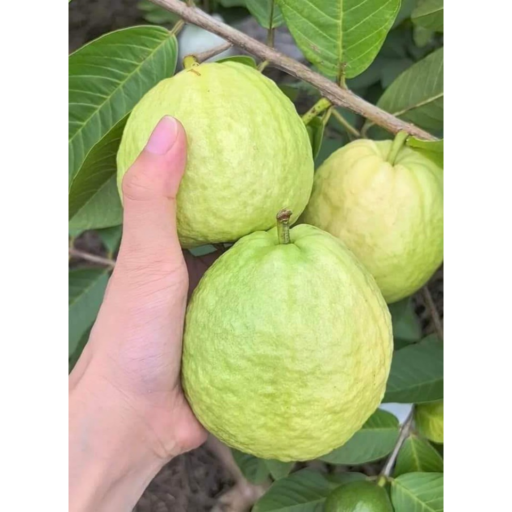 Jambu Biji Merah 1Kg