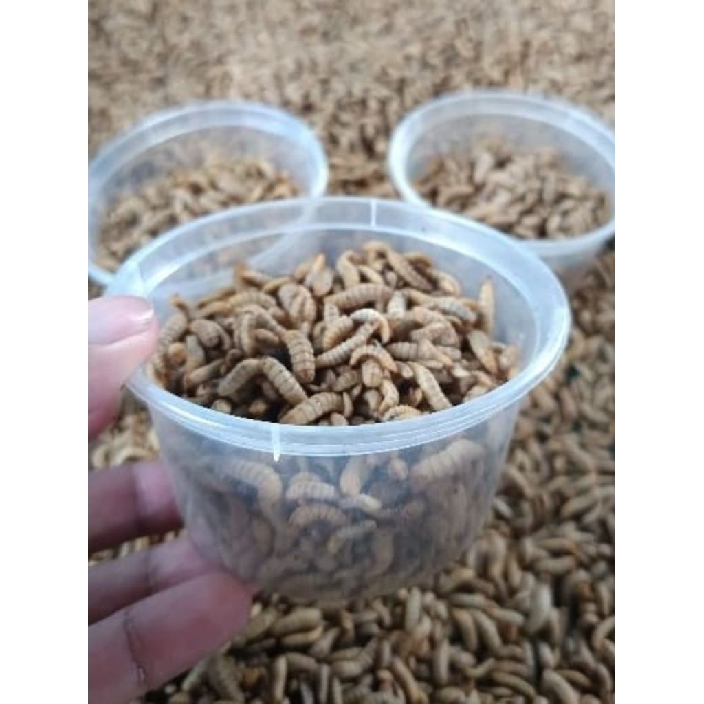 pakan ternak entok magot bsf segar 100gram