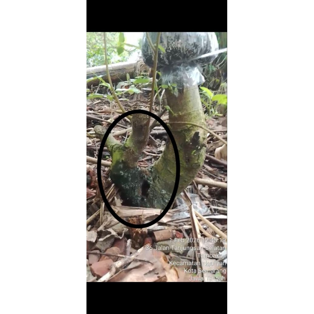 Bahan bonsai Loa setengah jadi Realpict