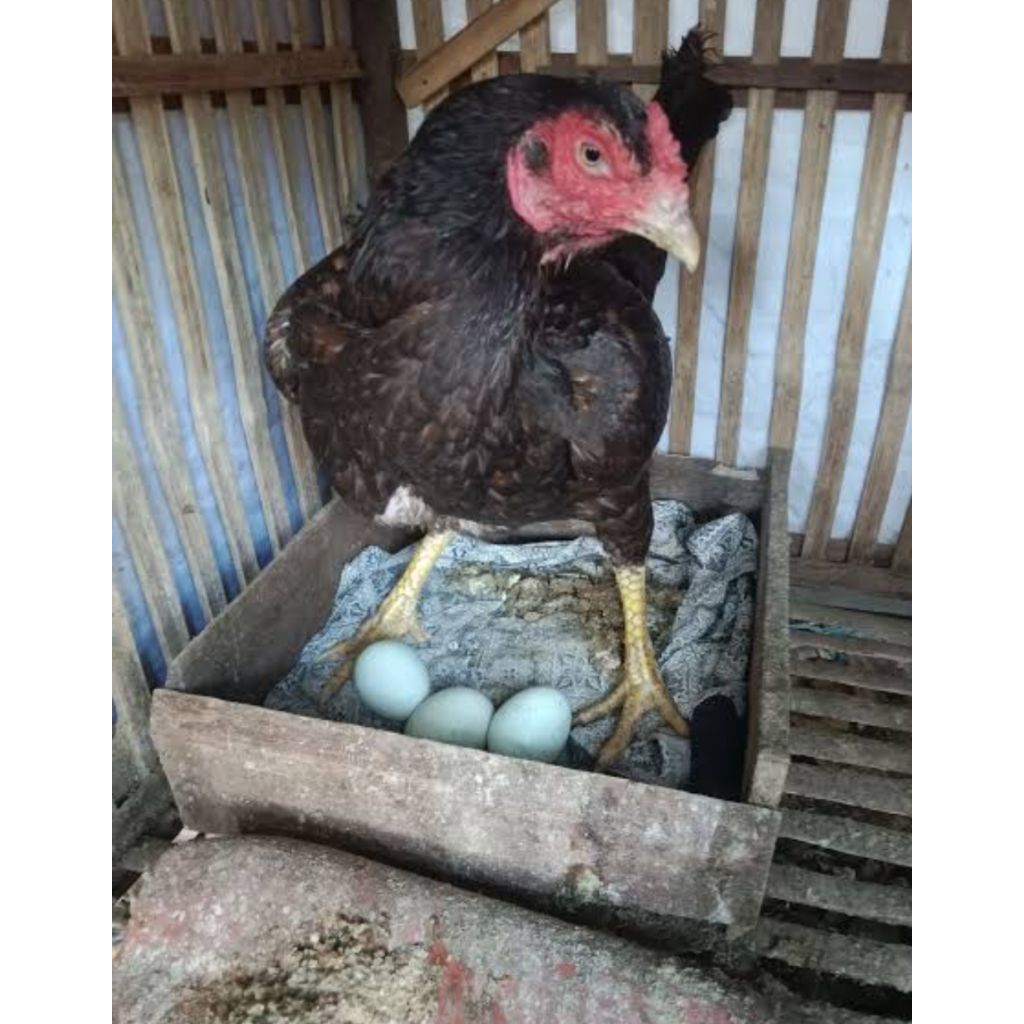 TELUR AYAM BIRMA ORIGINAL TELUR IJO SUPER PRANGGAL UNTUK DI TETASKAN