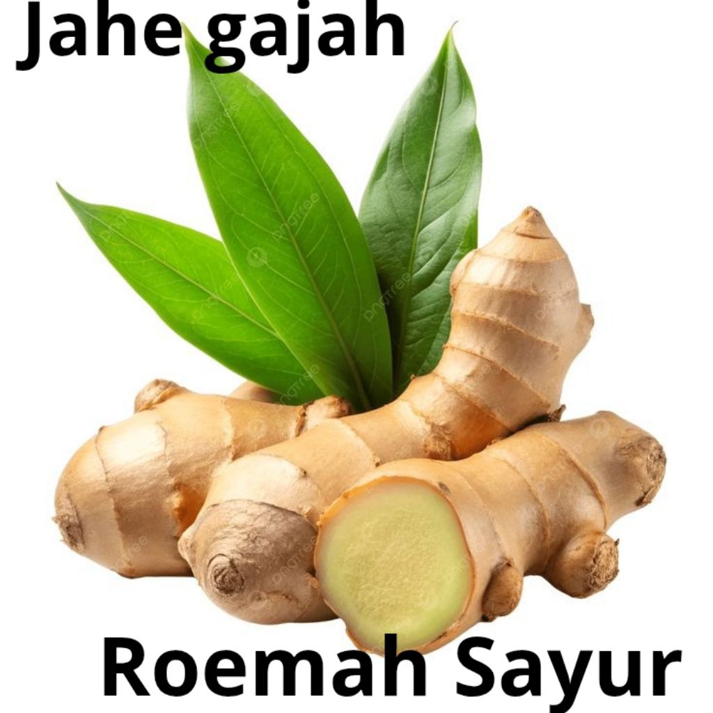 JAHE SUPER /JAHE GAJAH