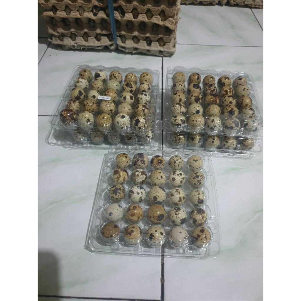 Telur Puyuh Matang segar