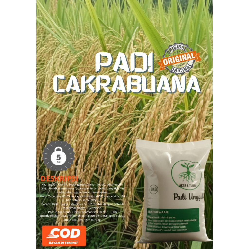 BIBIT PADI UNGGUL CAKRABUANA