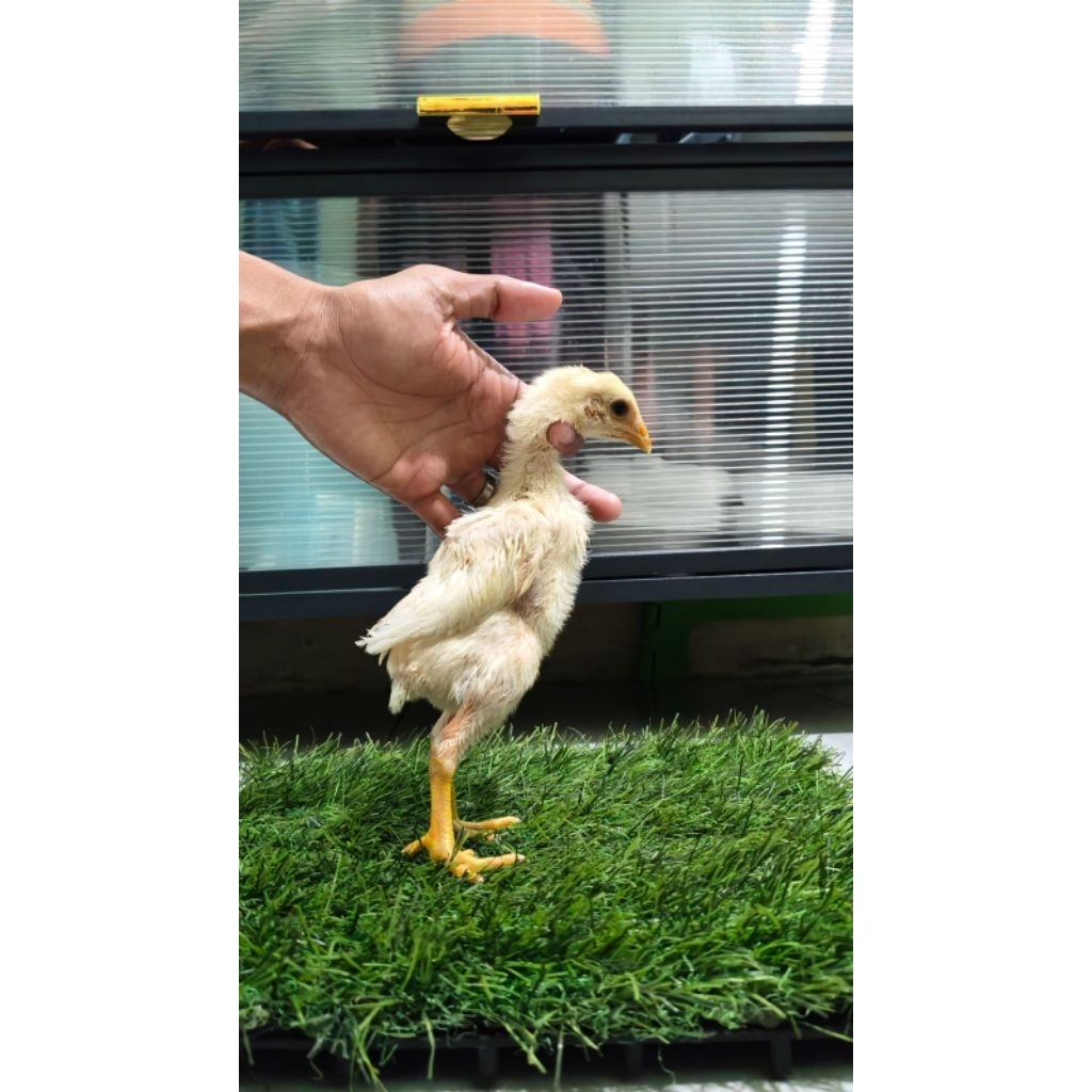 DOC ayam plucker x phanatkoy