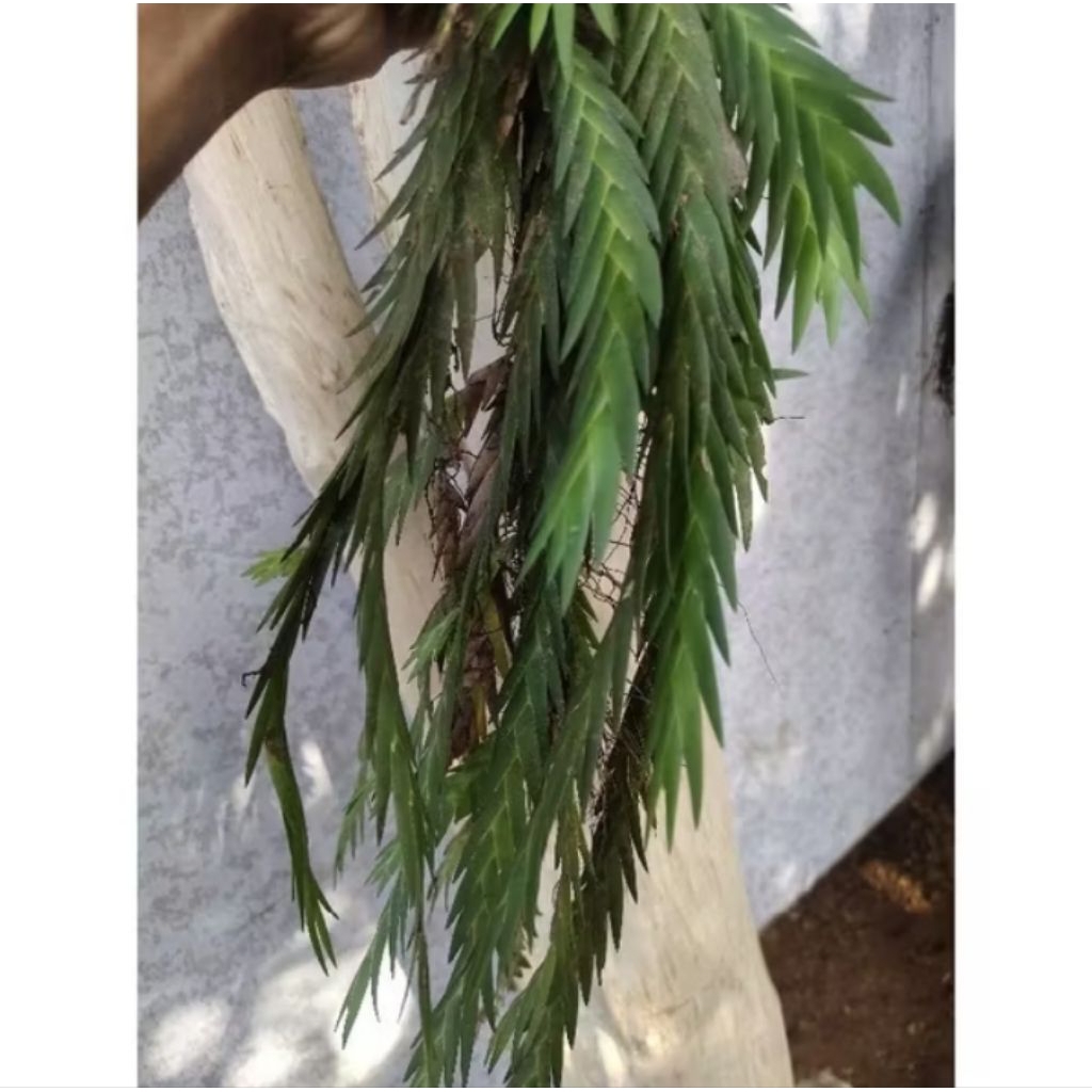 tanaman hias kumpay hutan