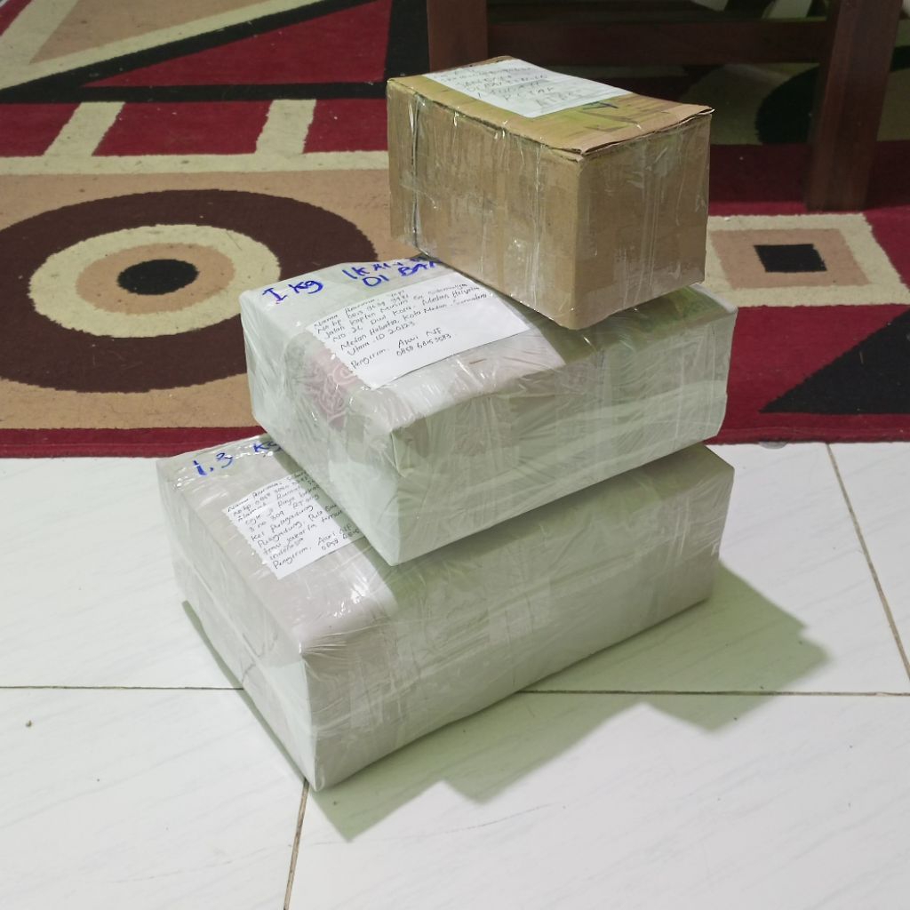 hiasan akuarium Channa limbata pair