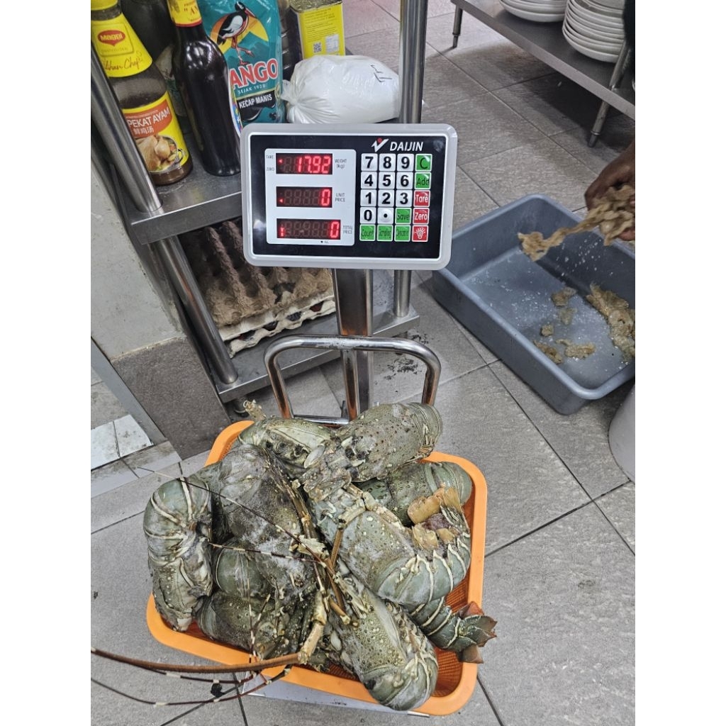 lobster laut frozen size 800g-1000g jenis pakistan