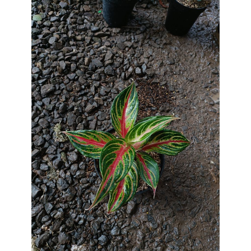 Tanaman Hias Aglaonema Red Sunset - Tanaman Hias Aglaonema Red Sunset