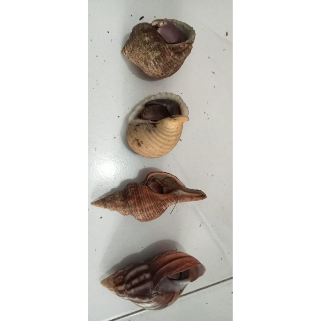 1 Ekor Kelomang jumbo ukuran XL hidup