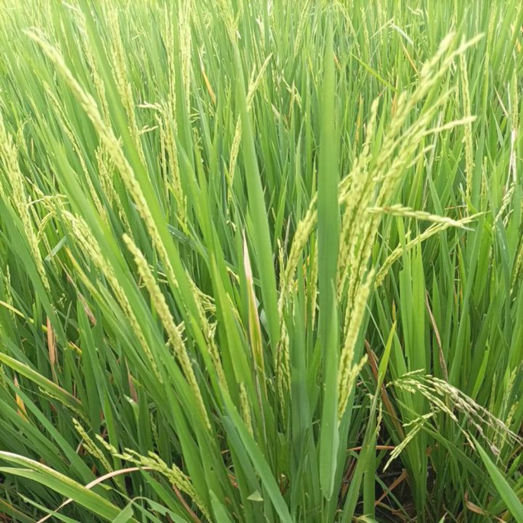 benih padi inpari 13 VTE 1kg  VTE/Vitamin E