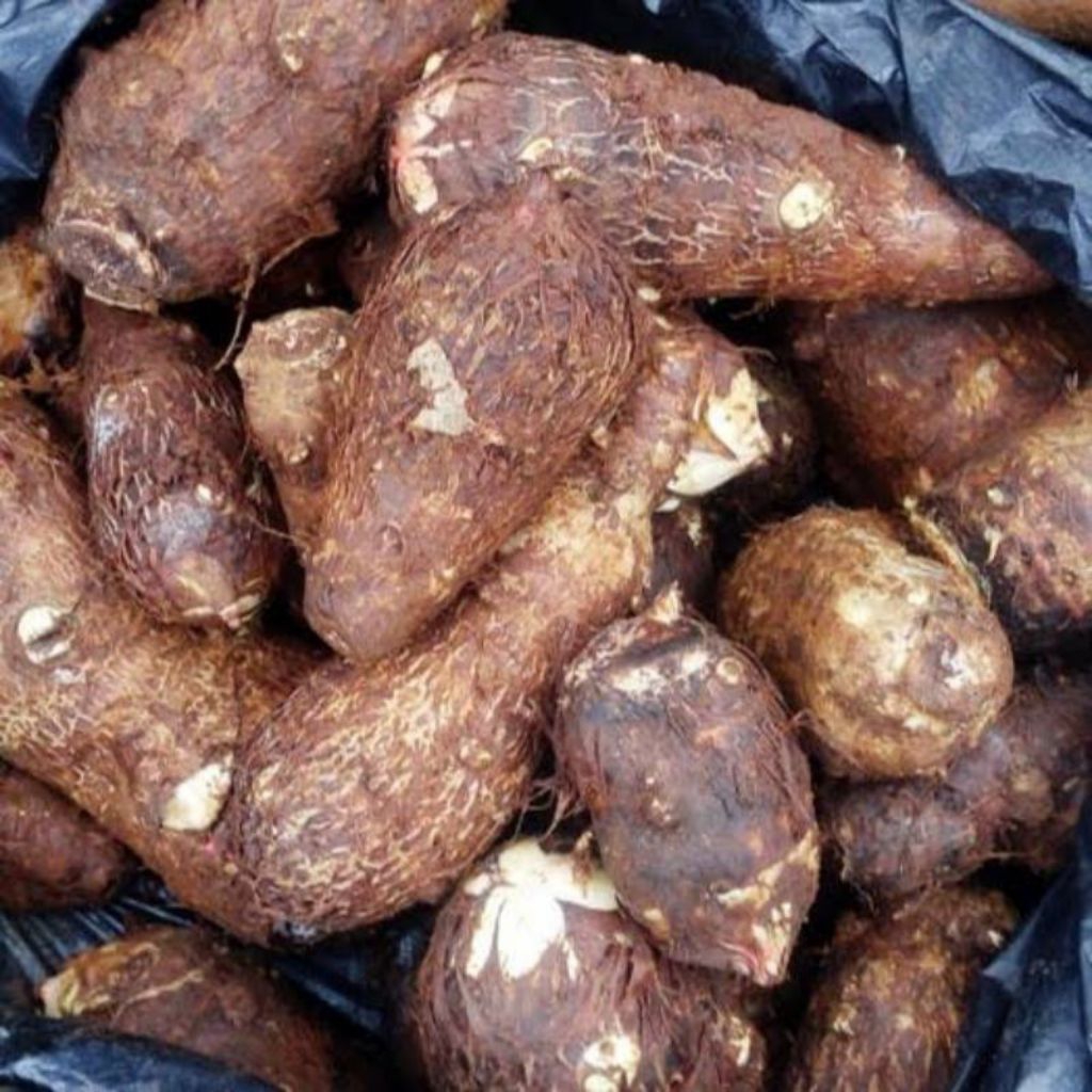 Umbi Talas Kimpul Talas bentul Talas Belitung  500gr Segar