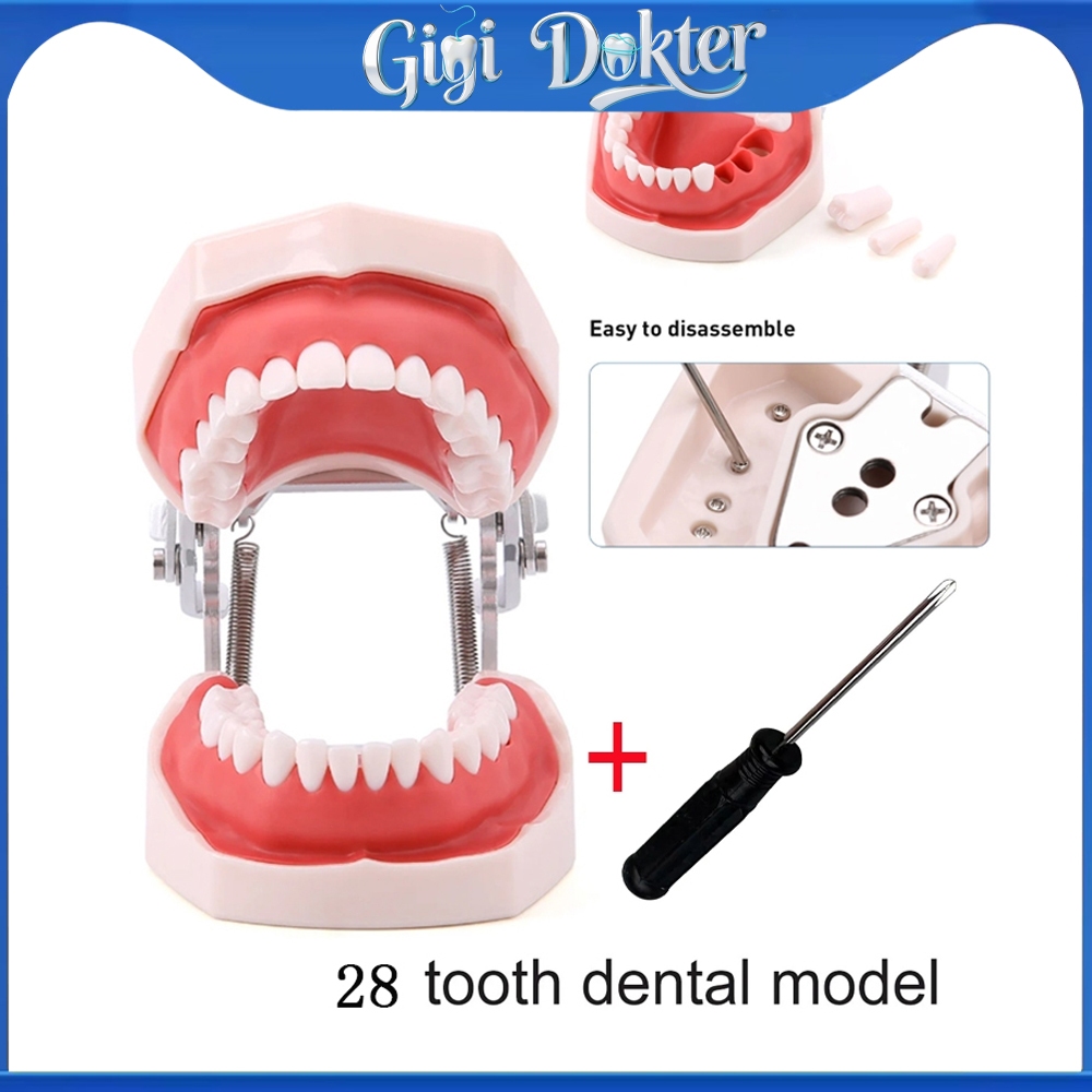 Model Gigi Typodont Removable Teeth - Dental Teaching Model Standard untuk Kilgore & NISSIN 500 Type