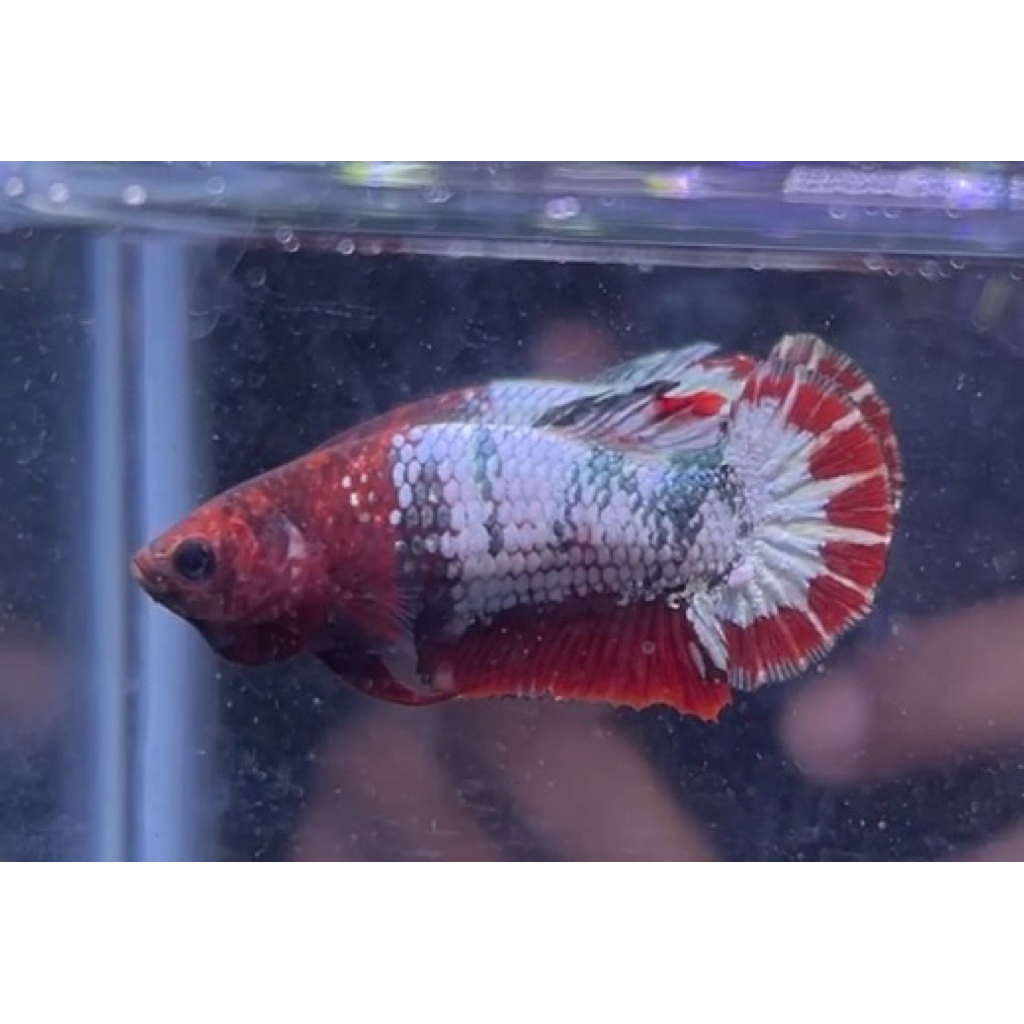 FD01F  real pict betina tobrut fccp red army siap kawin