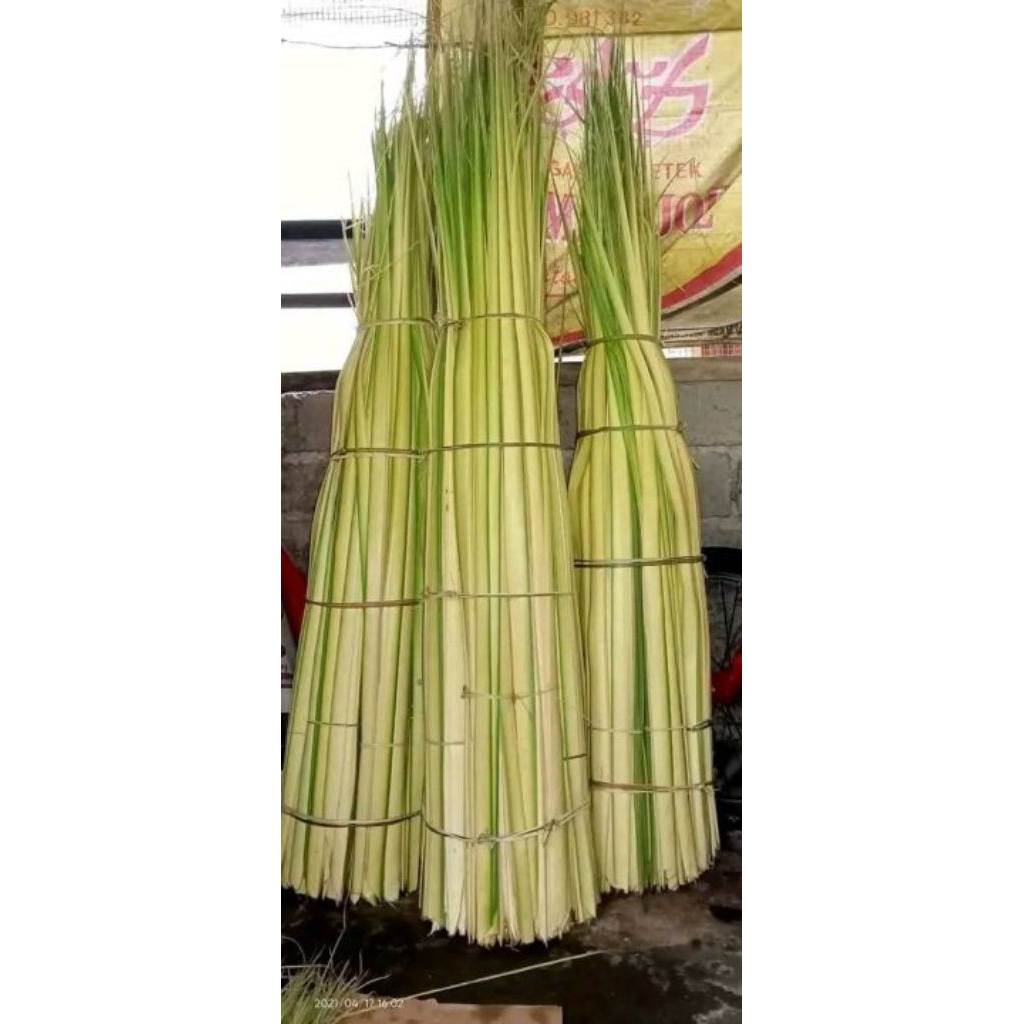 Janur kelapa kuning/daun kelapa kuning bahan ketupat