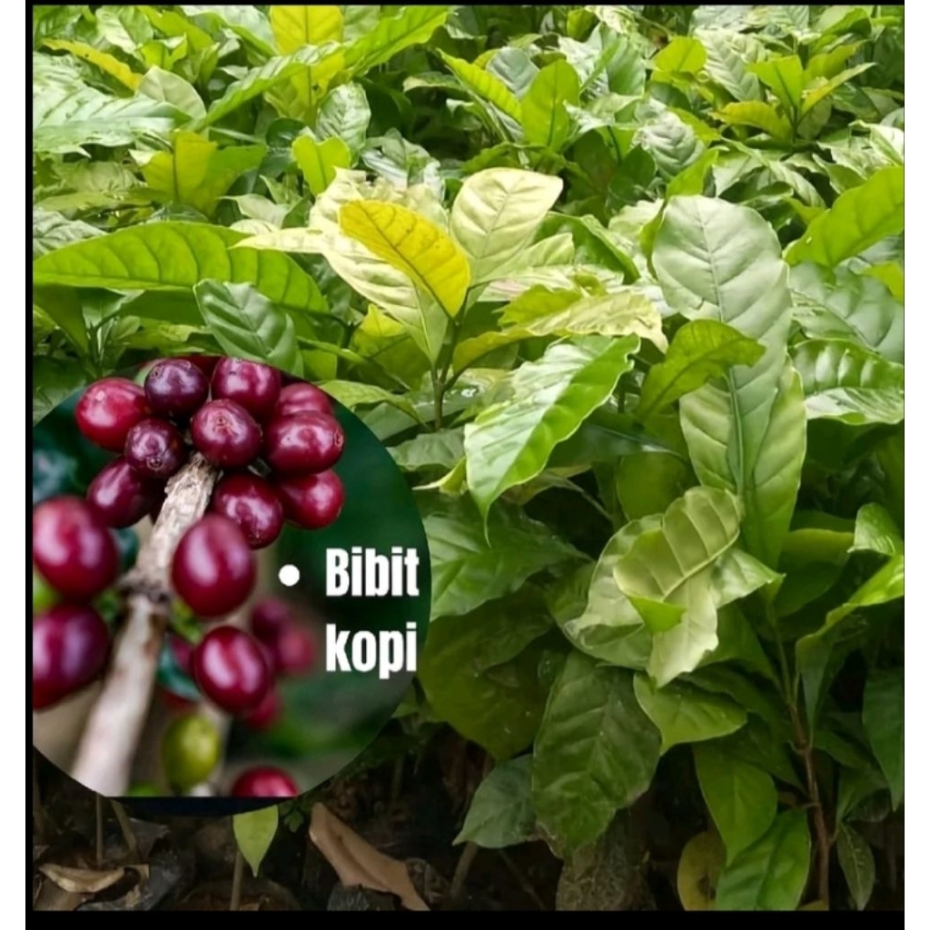 bibit Tanaman kopi torabika unggulan siap tanam No1( beli 5 gratis 1)
