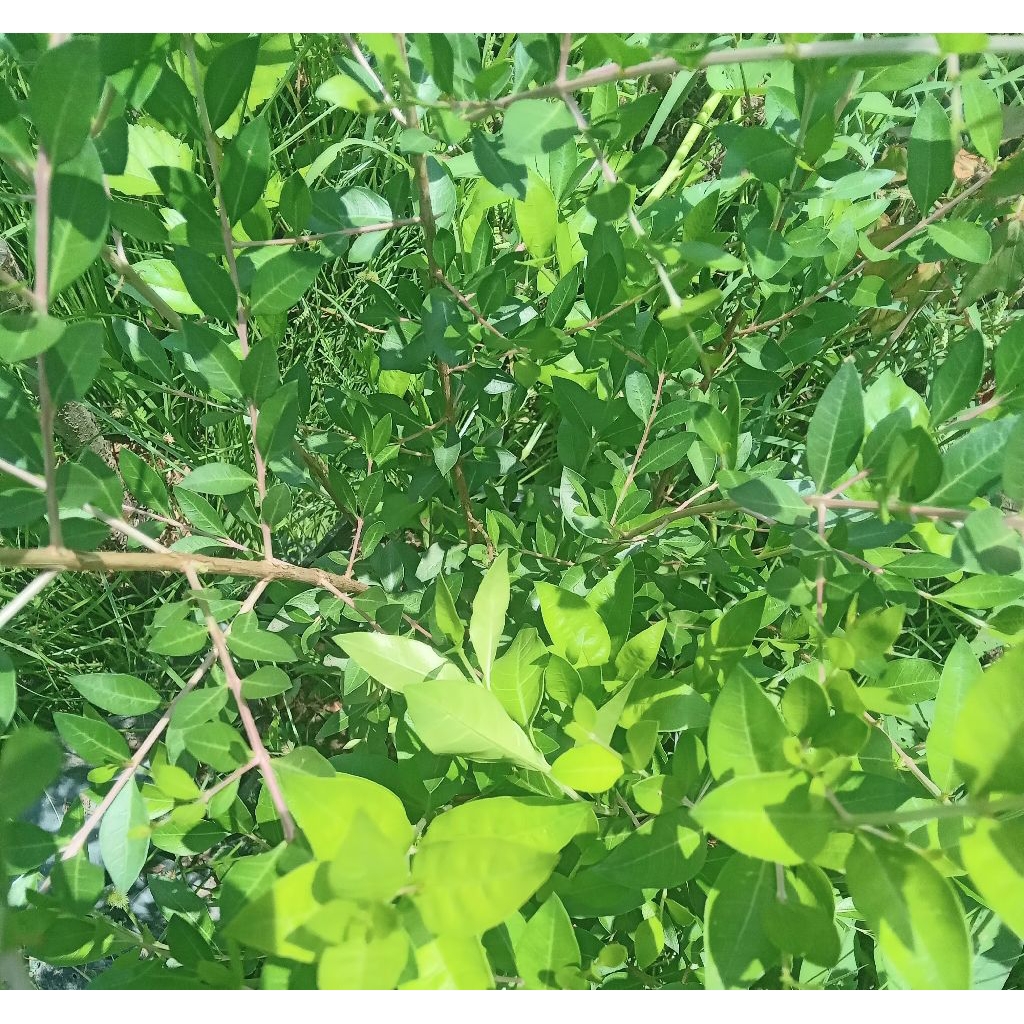 Daun pacar kuku Arab Per 100 lembar Pewarna kuku dan rambut Alami