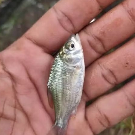bibit ikan burayak tawes berkualitas