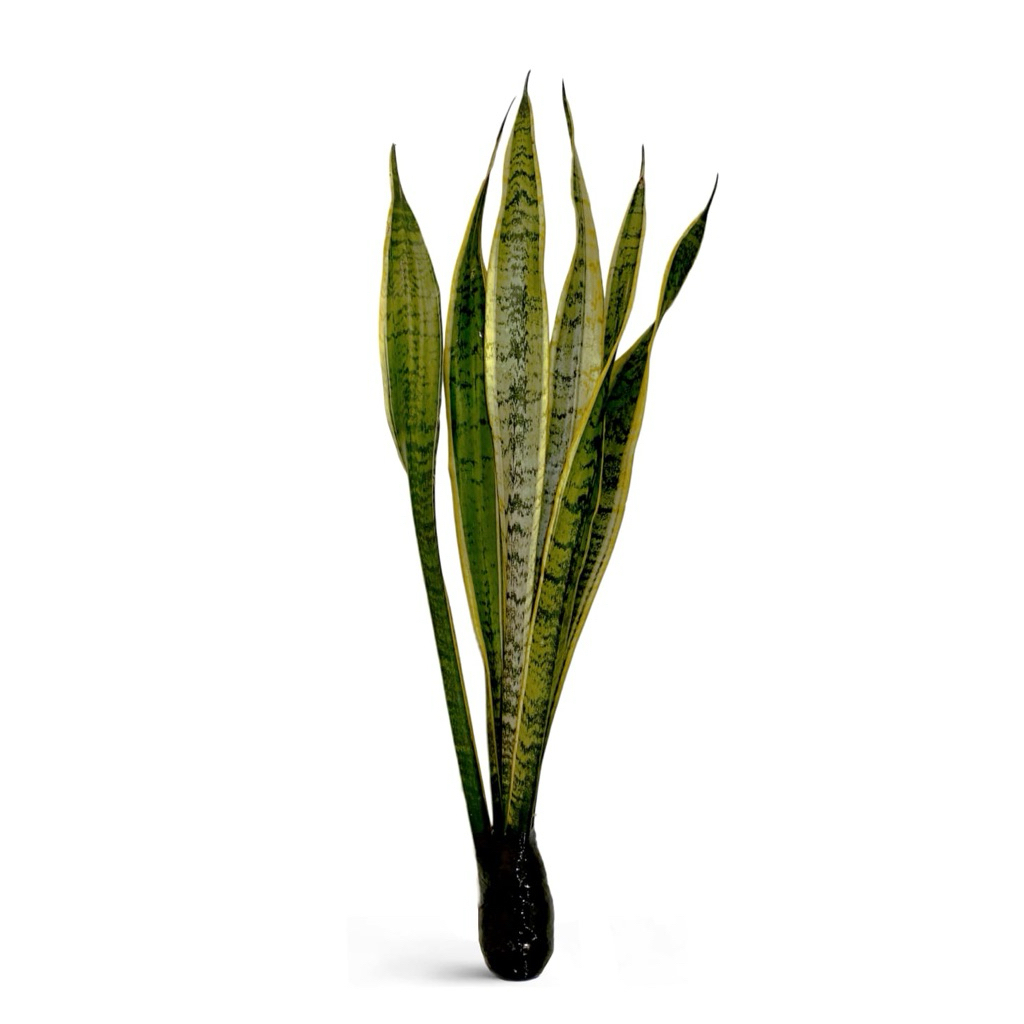 Tanaman hias sensivera lidah mertua/tanaman hidup sensivera lidah mertua