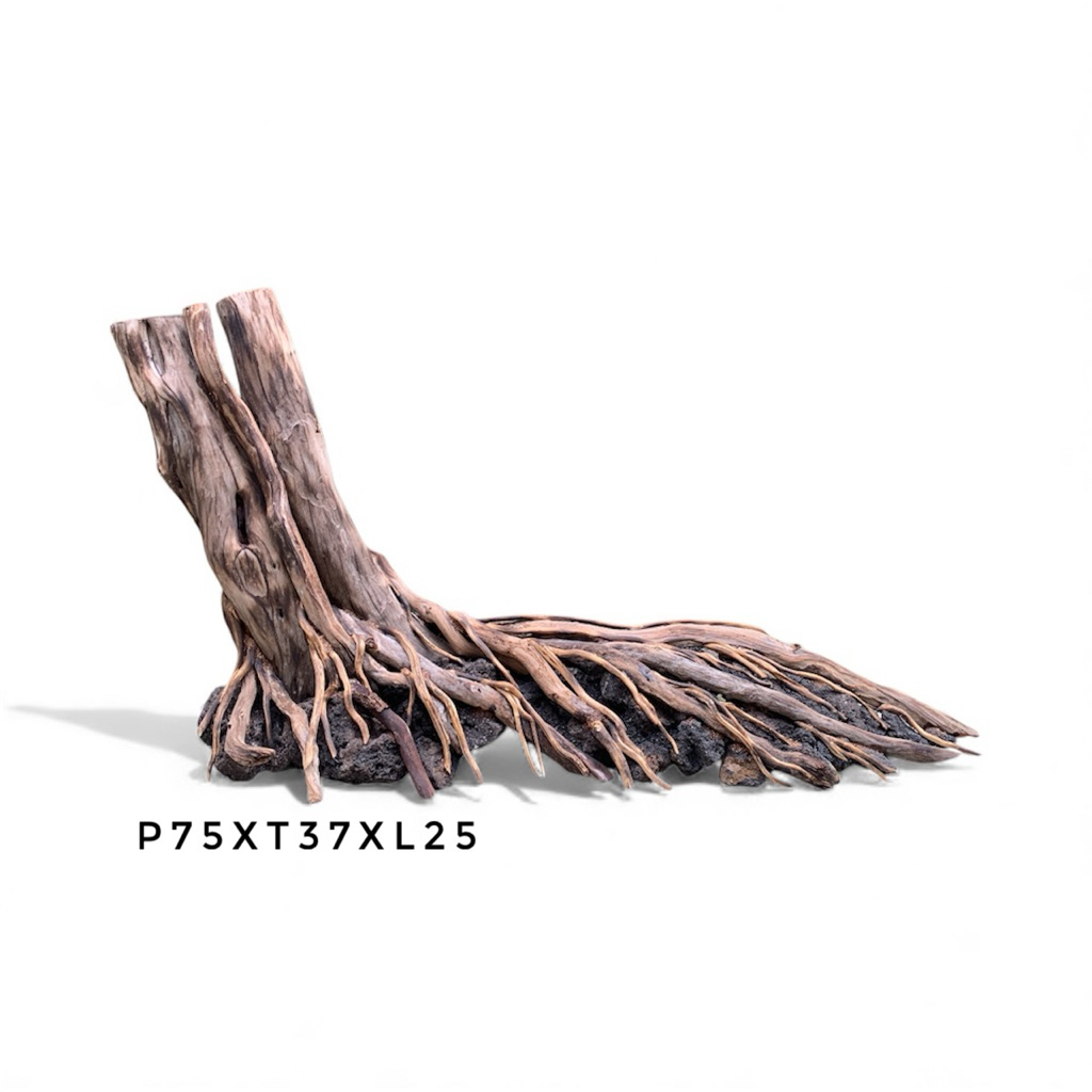 Hardscape Aquarium 80cm Bahan Kayu Santigi (Real pict)