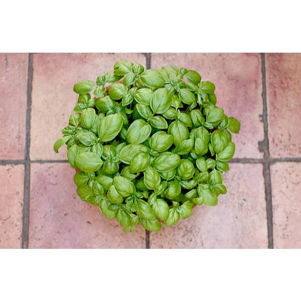 TANAMAN SUPER BENIH BASIL