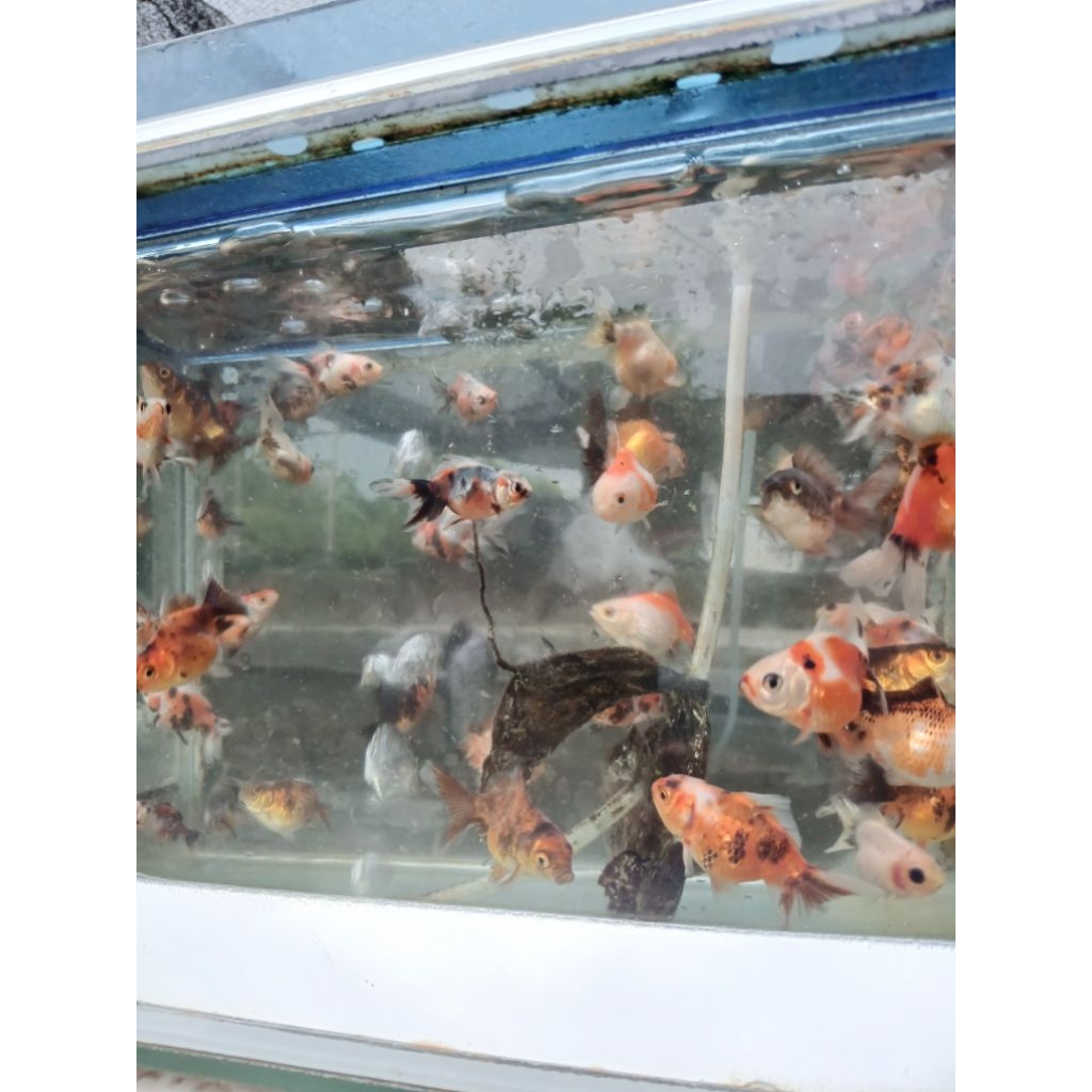 koki oranda pancawarna isi 2 size 4-6 cm