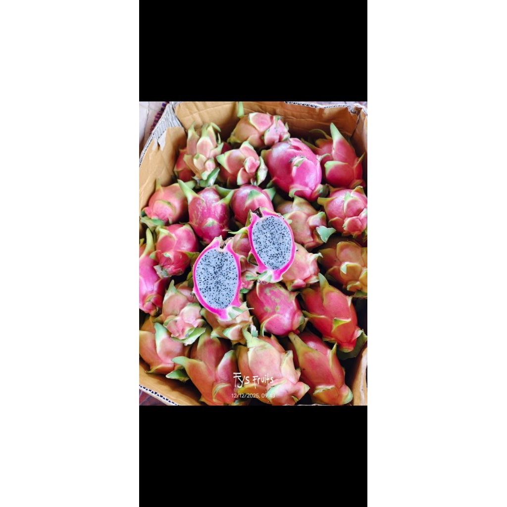 buah naga putih 1kg matang