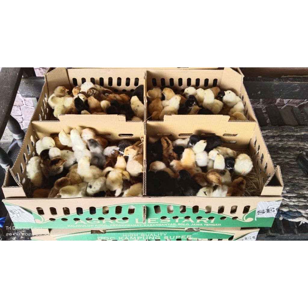 doc joper sudah vaksin