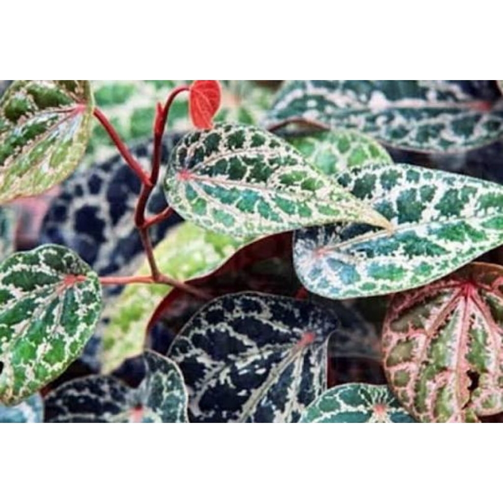 Tanaman Herbal Sirih Merah Tanaman Sirih Merah