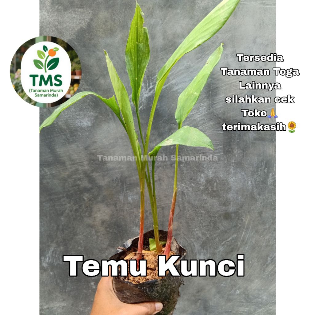 TMS~ Tanaman Temu Kunci Herbal Temu Pepet