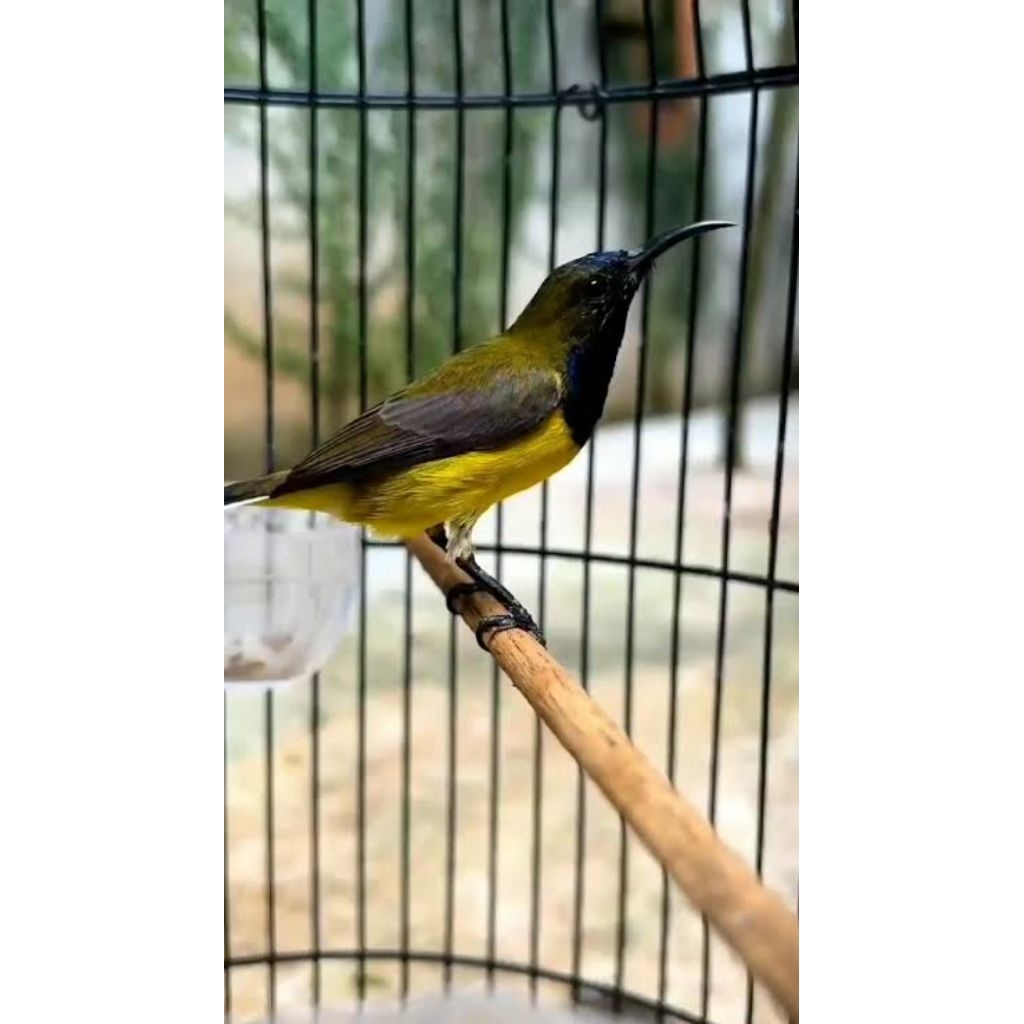 Sogon jantan metalik rawatan bunyi