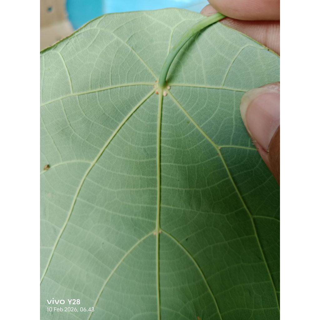 Daun pat kua kering 25gr/ pakua / pak kua/ pakwa / tanaman herbal