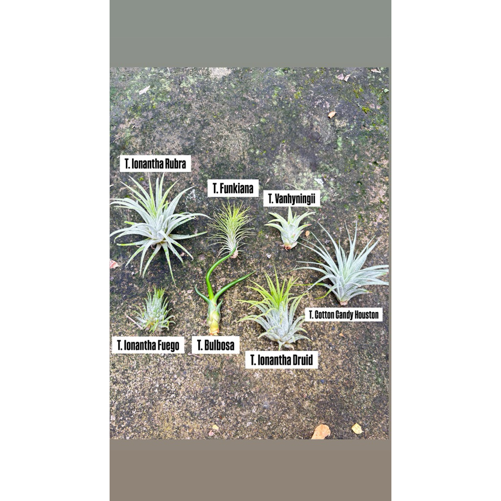 Paket Tillandsia Super Ekonomis