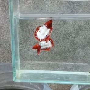 plakad cupang fccp red head