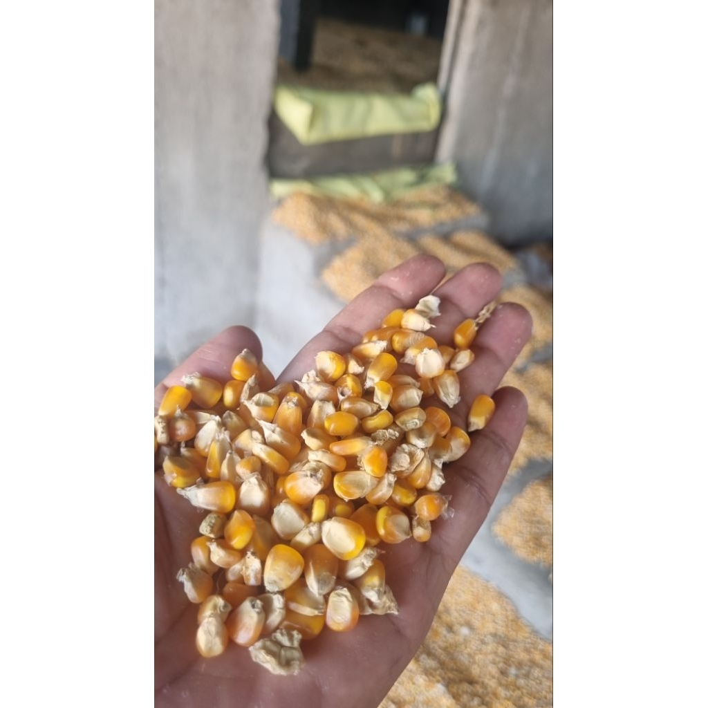 Jagung Kering Kadar Air 15%