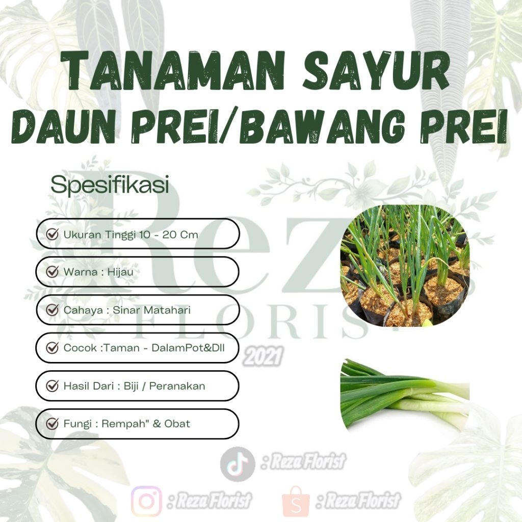 Bibit Tanaman Sayur Daun Bawang / Daun Prei
