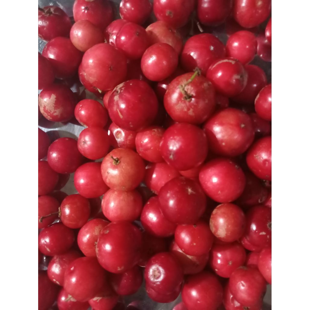 Buah loba lobi buah langka ukuran 500 grm