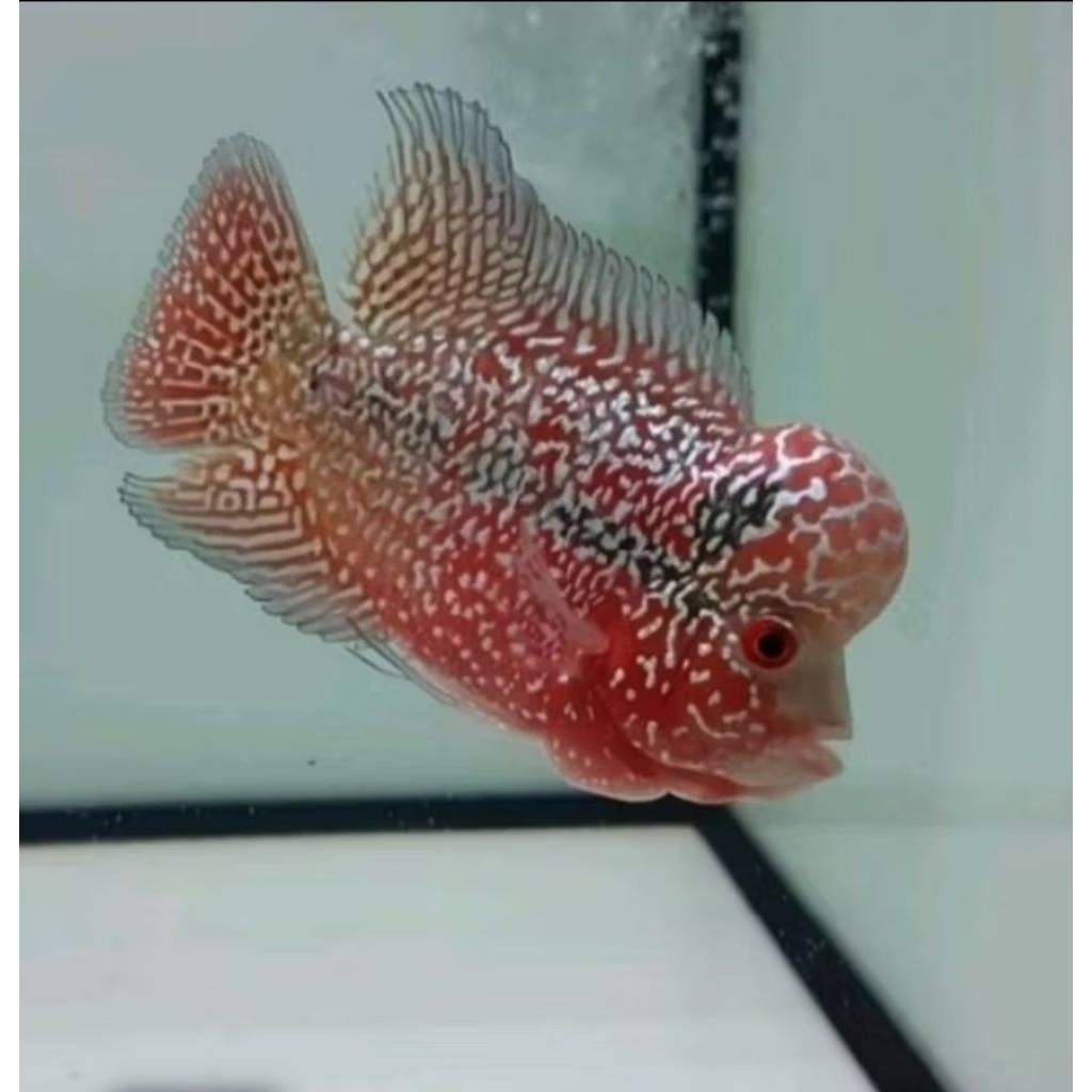 Kamfa F2 Big Size Louhan (Indukan Ori Thailand)