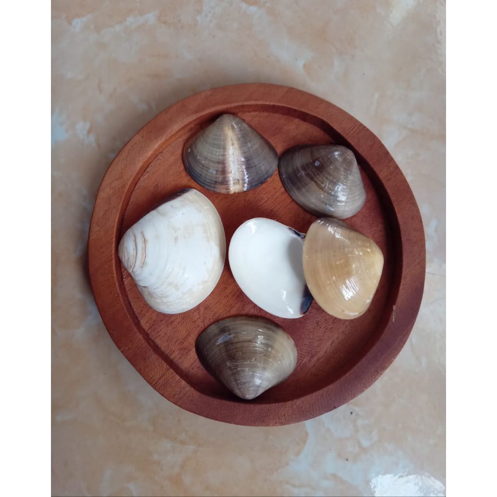 cangkang kerang besar isi 35pcs/kulit kerang/cangkang kerang tahu/ cangkang kerang utuh hias