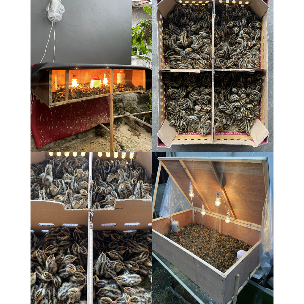 DOQ PUYUH HIDUP 53 EKOR