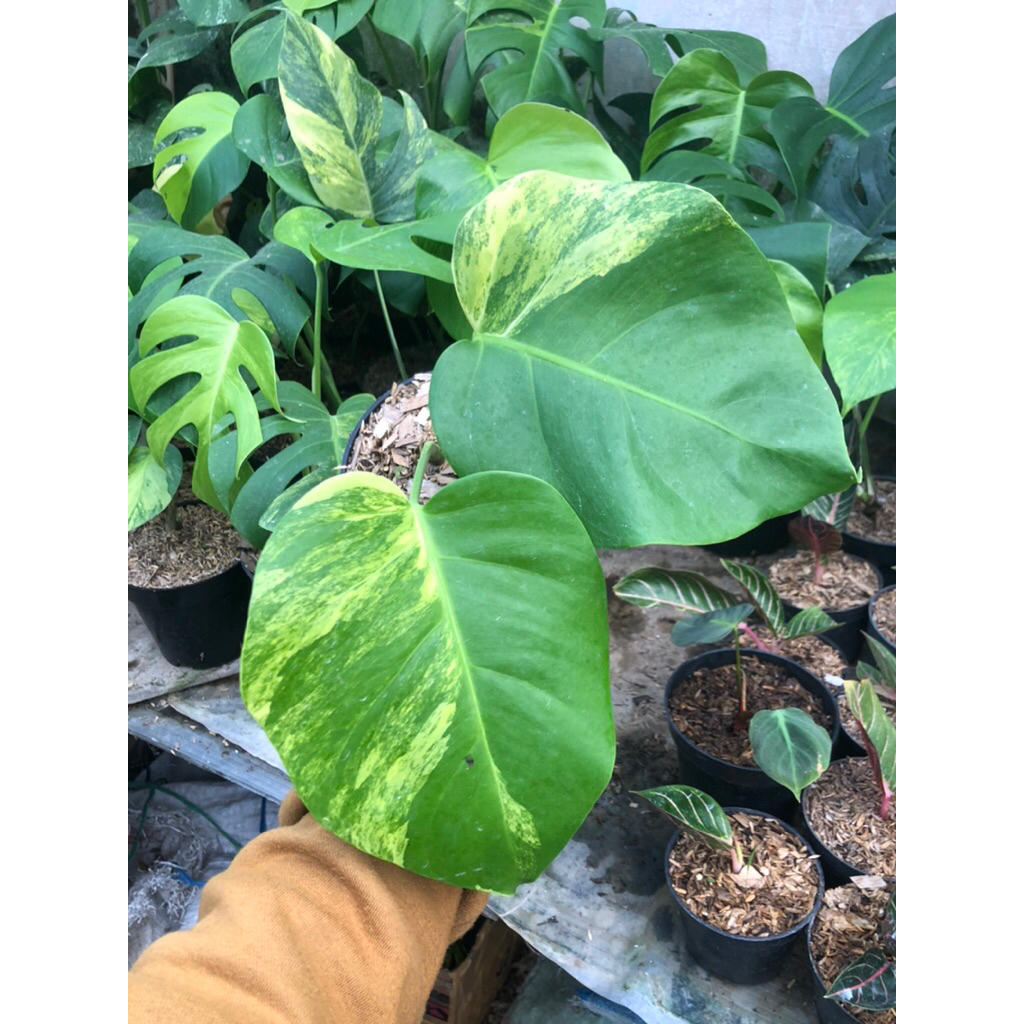 Tanaman Hias Monstera Marmorata Three Colour Marble/Monstera Variegata Kuning