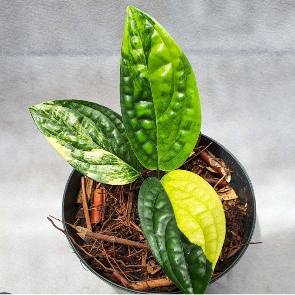 karstenianum variegata sirih badak variegata